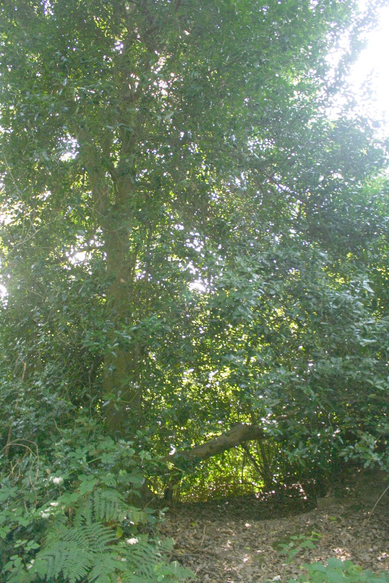Essex Weeley Patrol OB Location under Holly tree