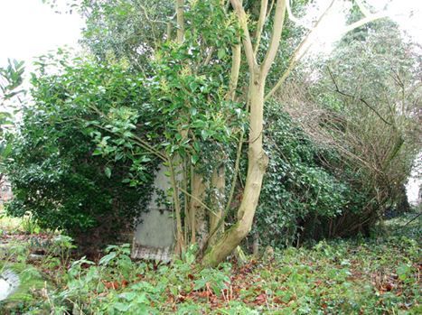 The overgrown shed in the garden of Sgt Milner-Moore’s house which served as the patrol’s OB