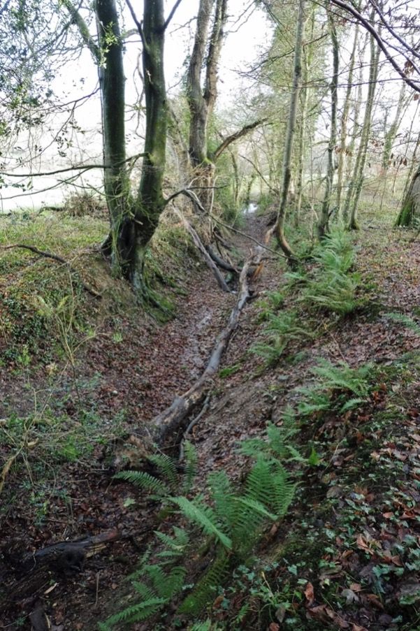 The gully in “Tawstock Wood” used as a marksmanship course.
