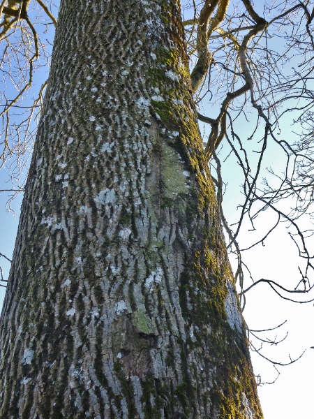 Wiveliscombe poss aerial tree