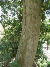 It might be thought that this tree by the escape tunnel has an aerial scar running 